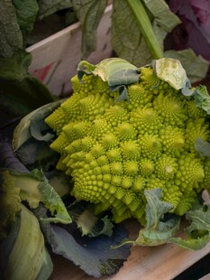 花菜 