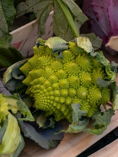 花菜 