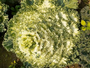 花菜  