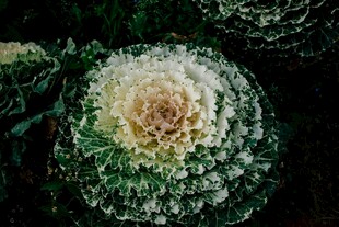 花菜  
