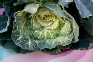 包菜 
