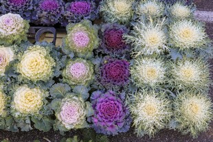 花菜  