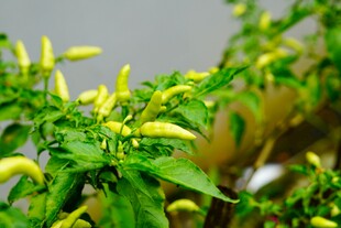 小米椒