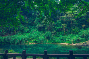 峨眉山湖畔绿荫