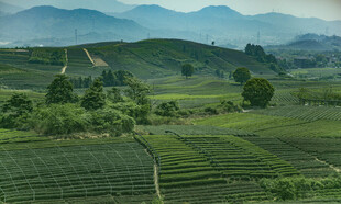 山间茶园美景