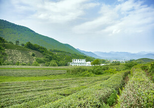 山间茶园风光