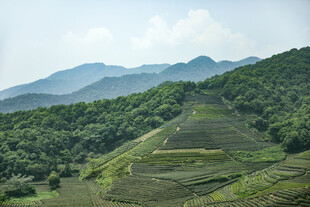 青山绿野间的梯田美景
