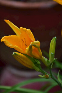 花萱草