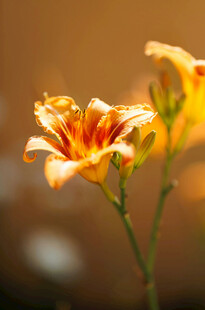 花萱草