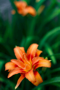 花萱草