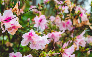 花萱草