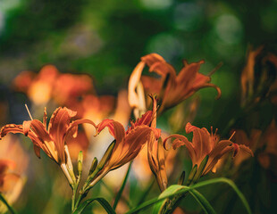 花萱草