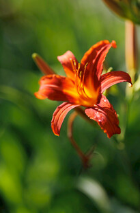 花萱草