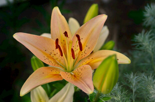 花萱草