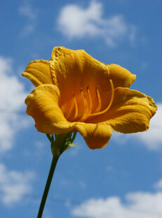 花萱草