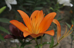 花萱草