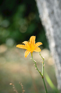 花萱草
