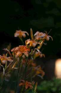 花萱草