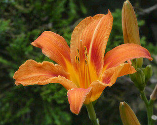 花萱草