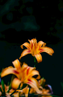花萱草