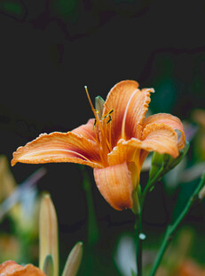 花萱草