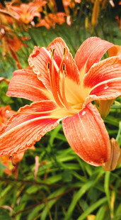 花萱草