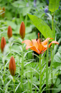 花萱草