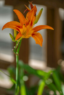 花萱草