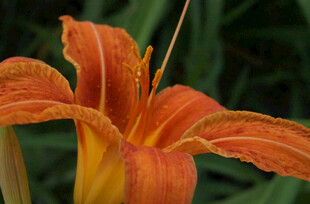 花萱草