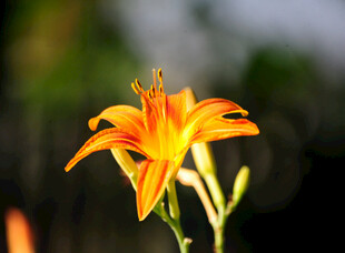 花萱草