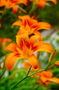 花萱草