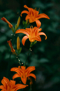 花萱草