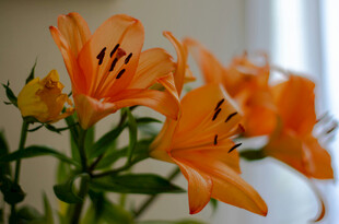 花萱草