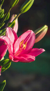 花萱草