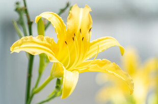 花萱草