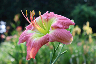 花萱草