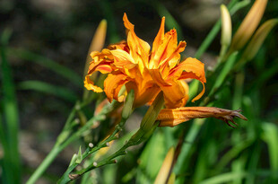 花萱草