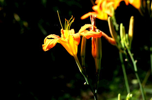 花萱草