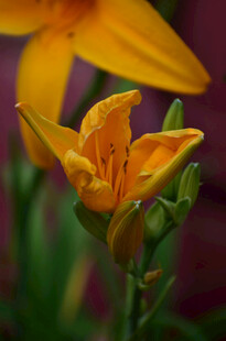 花萱草