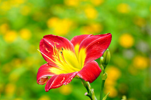 花萱草