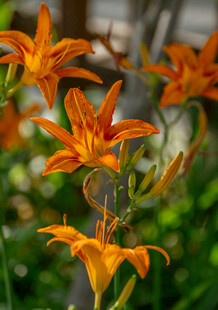 花萱草