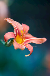 花萱草