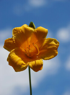 花萱草