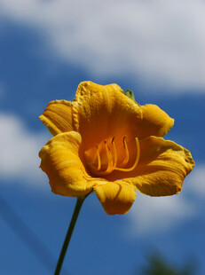 花萱草