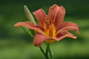 花萱草