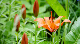 花萱草