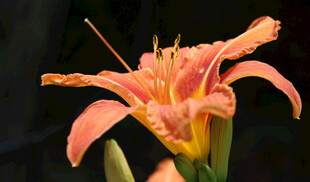 花萱草