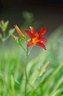 花萱草