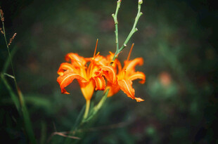 花萱草