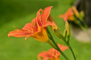 花萱草